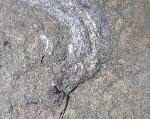 Leptolepis bronni AGASSIZ 1833 - Bild &copy; FossNet FossilienStore